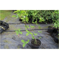 krzewy Trzmielina wielkoskrzydła K188